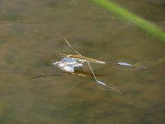 Limnoporus notabilis