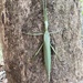 Ringbarker Stick Insect - Photo (c) bonniedoglet, some rights reserved (CC BY-NC)