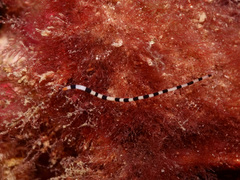 Proceraea