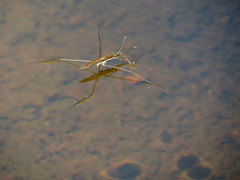 Limnoporus notabilis