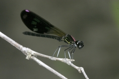 Aristocypha fenestrella