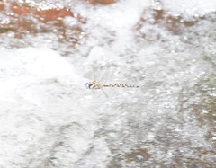 Notoaeschna sagittata