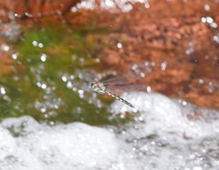 Notoaeschna sagittata