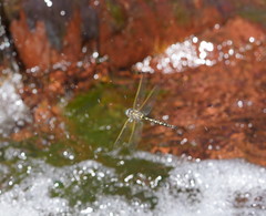 Notoaeschna sagittata