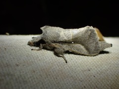 Bombycopsis nigrovittata