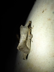 Bombycopsis nigrovittata