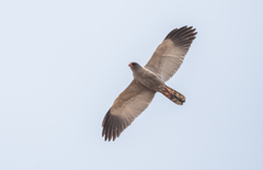 Dark Chanting Goshawk photo 5