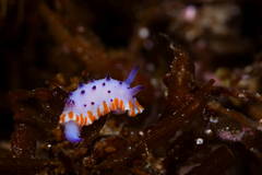 Mexichromis macropus