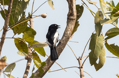 Melaniparus guineensis