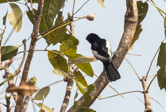 Melaniparus guineensis