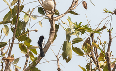 Melaniparus guineensis