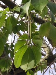 Ceiba insignis