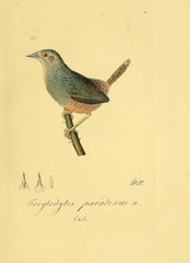 Ochre-Flanked Tapaculo photo 3
