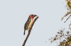 Lybius vieilloti
