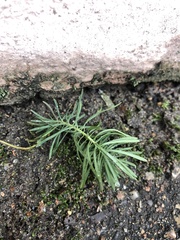 Linaria vulgaris