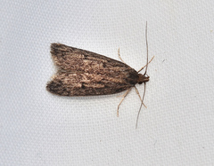 Philobota erebodes