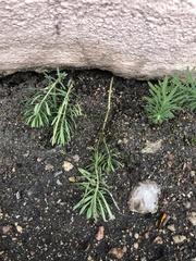 Linaria vulgaris
