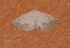 Taxeotis intermixtaria