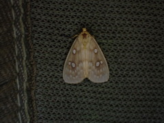 Rhanidophora odontophora