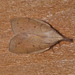 Wattle Snout Moth - Photo (c) James (Jim) Duggan, some rights reserved (CC BY-SA), uploaded by James (Jim) Duggan