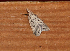 Atheropla decaspila