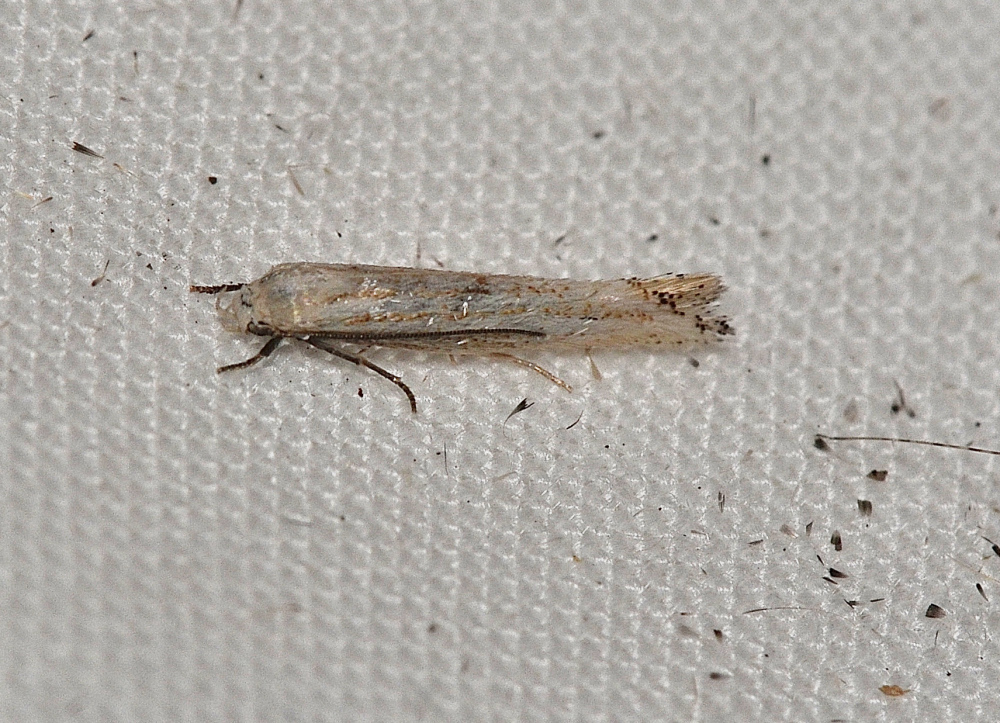 Elachista ravella