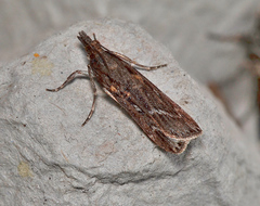 Scoparia meyrickii
