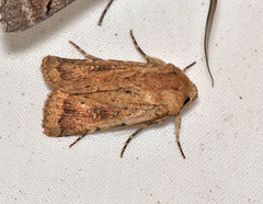 Proteuxoa porphyrescens