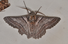 Hypobapta percomptaria