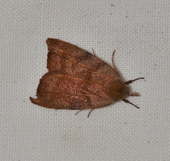 Tortricopsis euryphanella