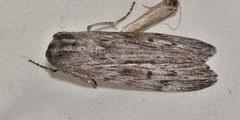 Capusa senilis