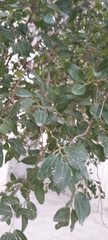 Ziziphus