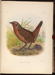 Chestnut-Throated Huet-Huet photo 4