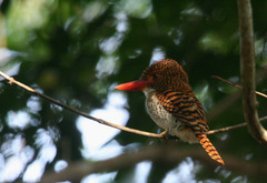 Banded Kingfisher photo 3