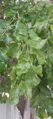 Ziziphus jujuba