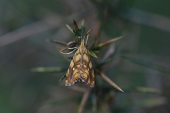 Glaucocharis selenaea