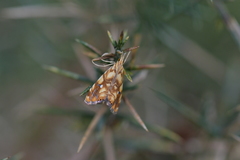 Glaucocharis selenaea