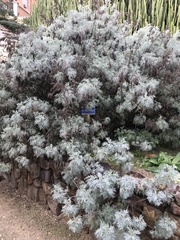 Artemisia arborescens