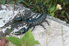 Heterometrus laoticus