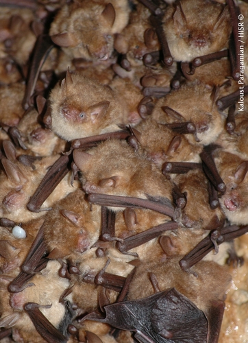 Geoffroy's Bat
