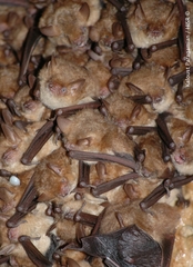 Geoffroy's Bat photo 4
