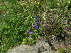 Pinguicula grandiflora