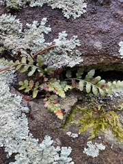 Asplenium × gravesii