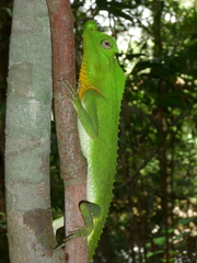 Lyriocephalus scutatus