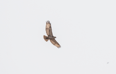Buteo auguralis