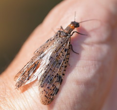 Archichauliodes guttiferus