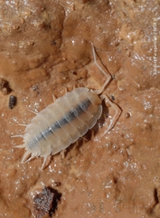 Porcellionides cavernarum