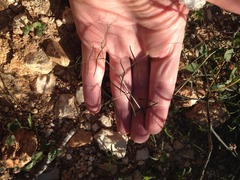Vicia peregrina