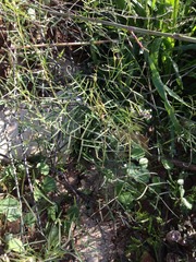 Vicia peregrina