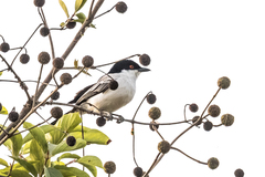 Dryoscopus gambensis